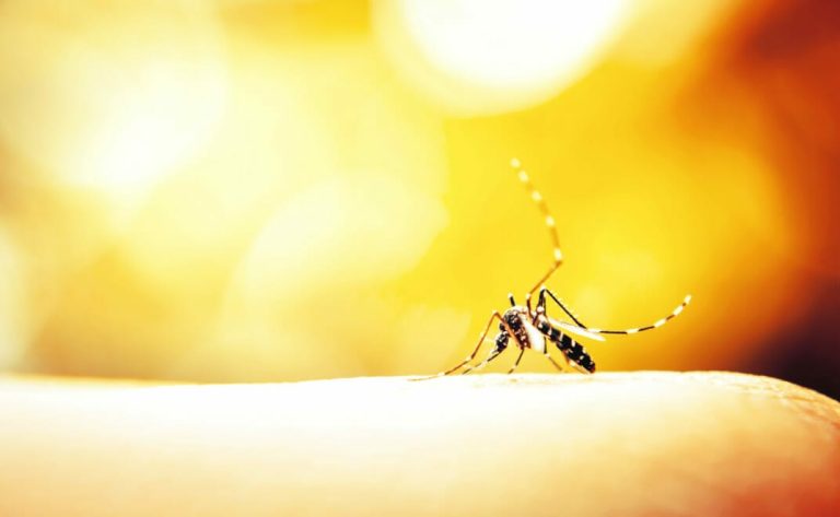 Mosquito Born Illness